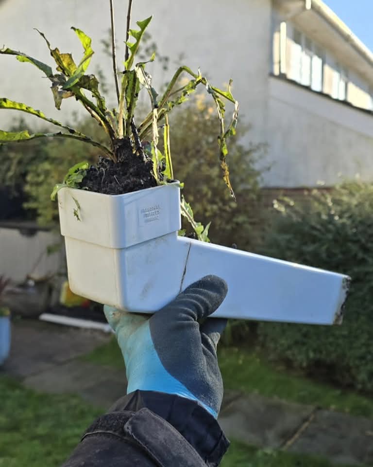 A plant growing out of a downpipe